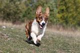 CORGI CARDIGAN 032